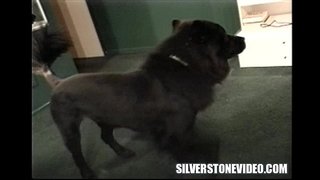 ���ູ Vee Strapon Alex Dane